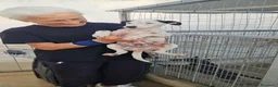 Meticcio cani in regalo: Confetto: 3 mesi taglia contenuta  - Annuncio 3