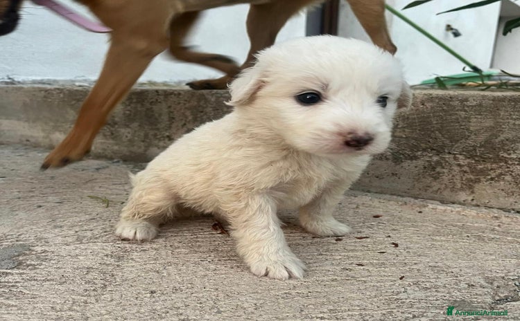 Pastore Maremmano cani a Provincia di Bergamo - Annuncio 5