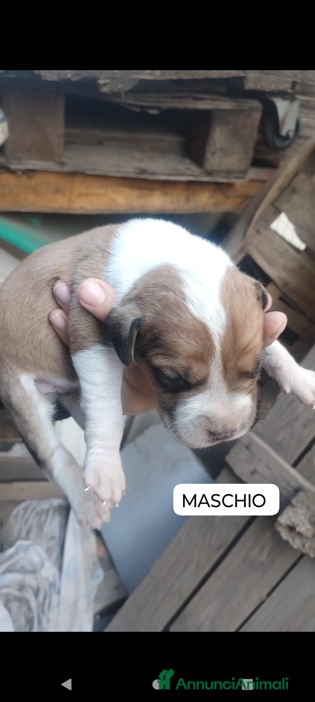 Meticcio cani in regalo: Regalo cuccioli - Annuncio 2