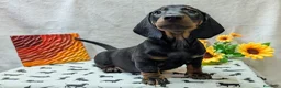 Bassotto cani in vendita: Bassotto tedesco standard pelo corto pedigree ENCI - Annuncio 5