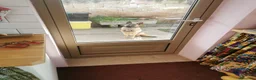 Pastore Belga cani in regalo: Regalo Sole - Annuncio 8