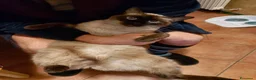 Europeo gatti in regalo: Gattina cerca casa e famiglia amorevole  a Città metropolitana di Milano - Annuncio 7