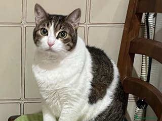 Meticcio gatti GATTA ANZIANA - Annuncio 7