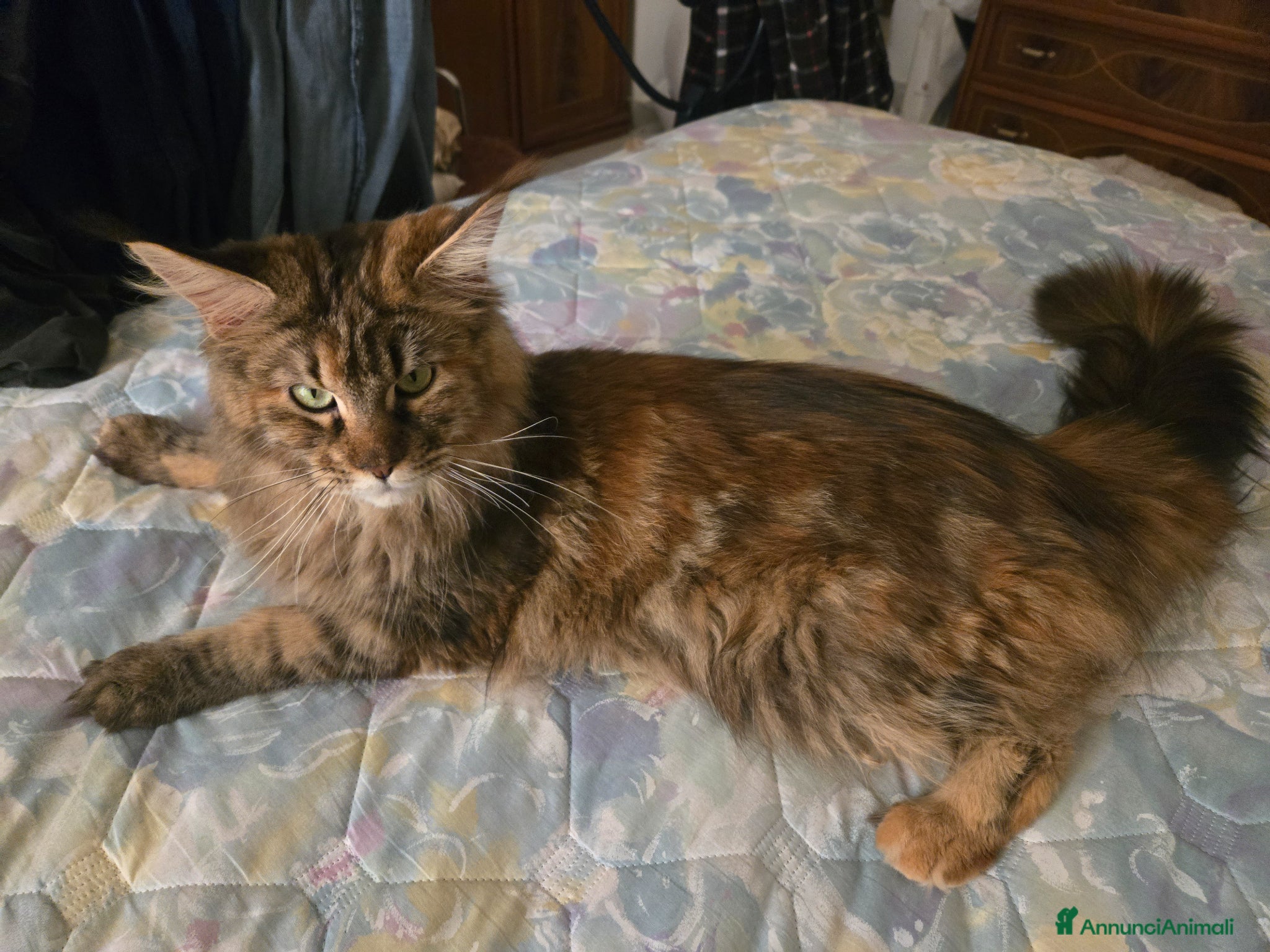 Maine Coon gatti Stupendi Gattini Maine Coon  - Annuncio 1