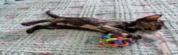 Meticcio gatti in regalo: Gattini adorabili a Provincia di Crotone - Annuncio 4