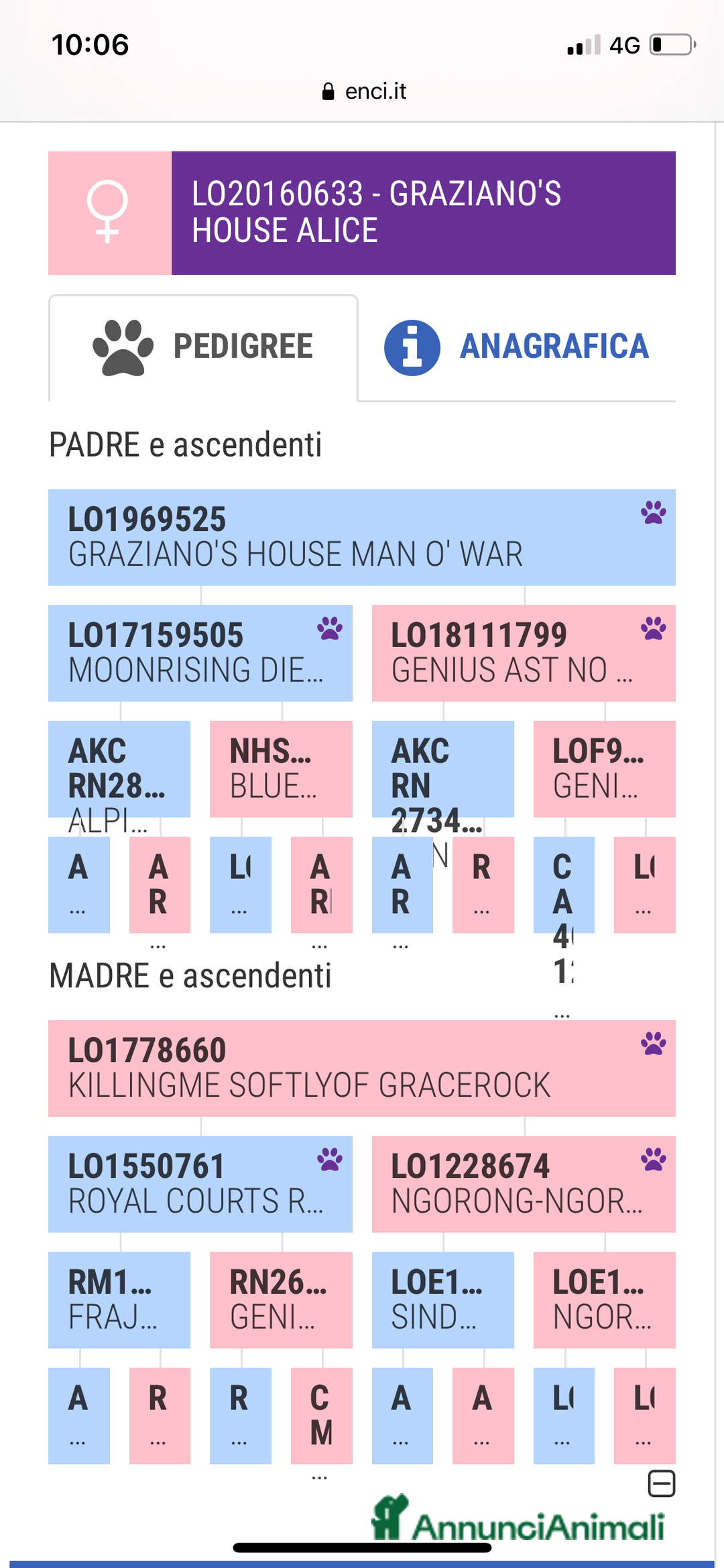 American Staffordshire cani in regalo: Amstaff femmina sterilizzata - Annuncio 8