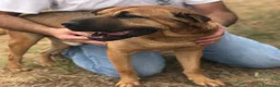 Shar Pei cani in regalo: Sharpone - Annuncio 2