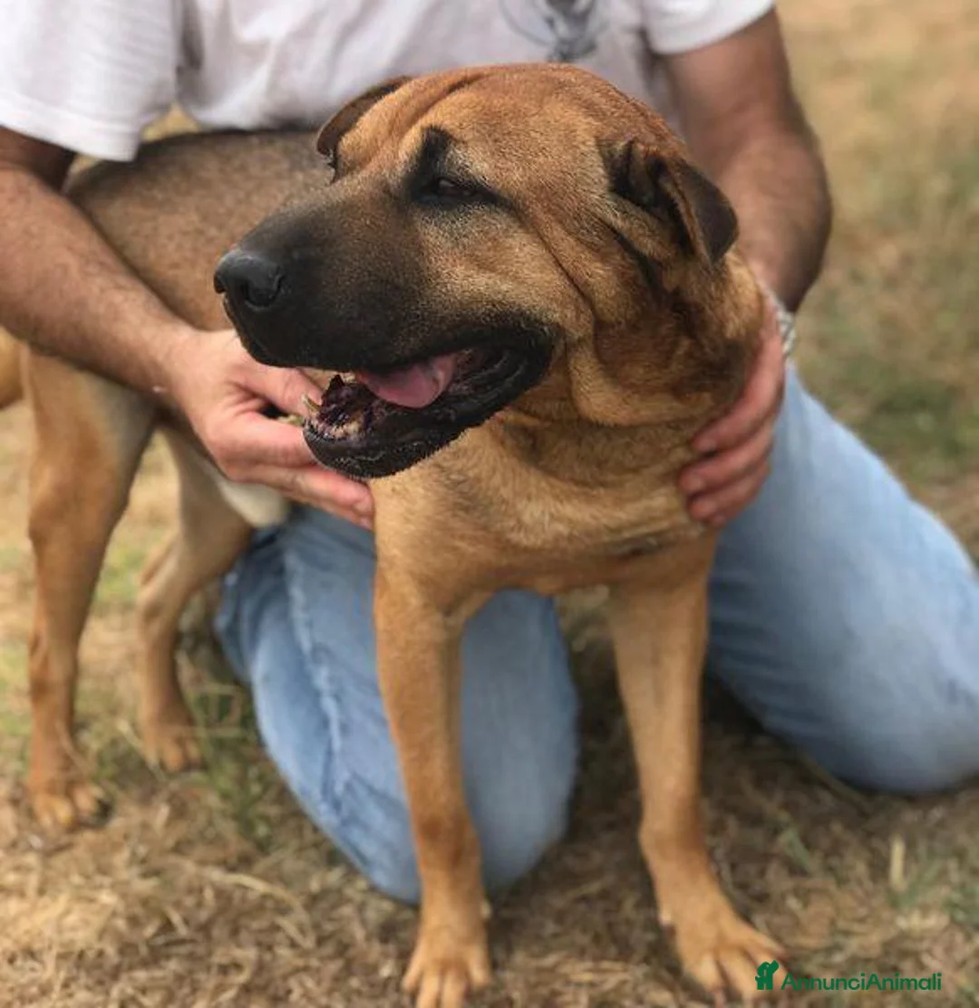 Shar Pei cani in regalo: Sharpone - Annuncio 2