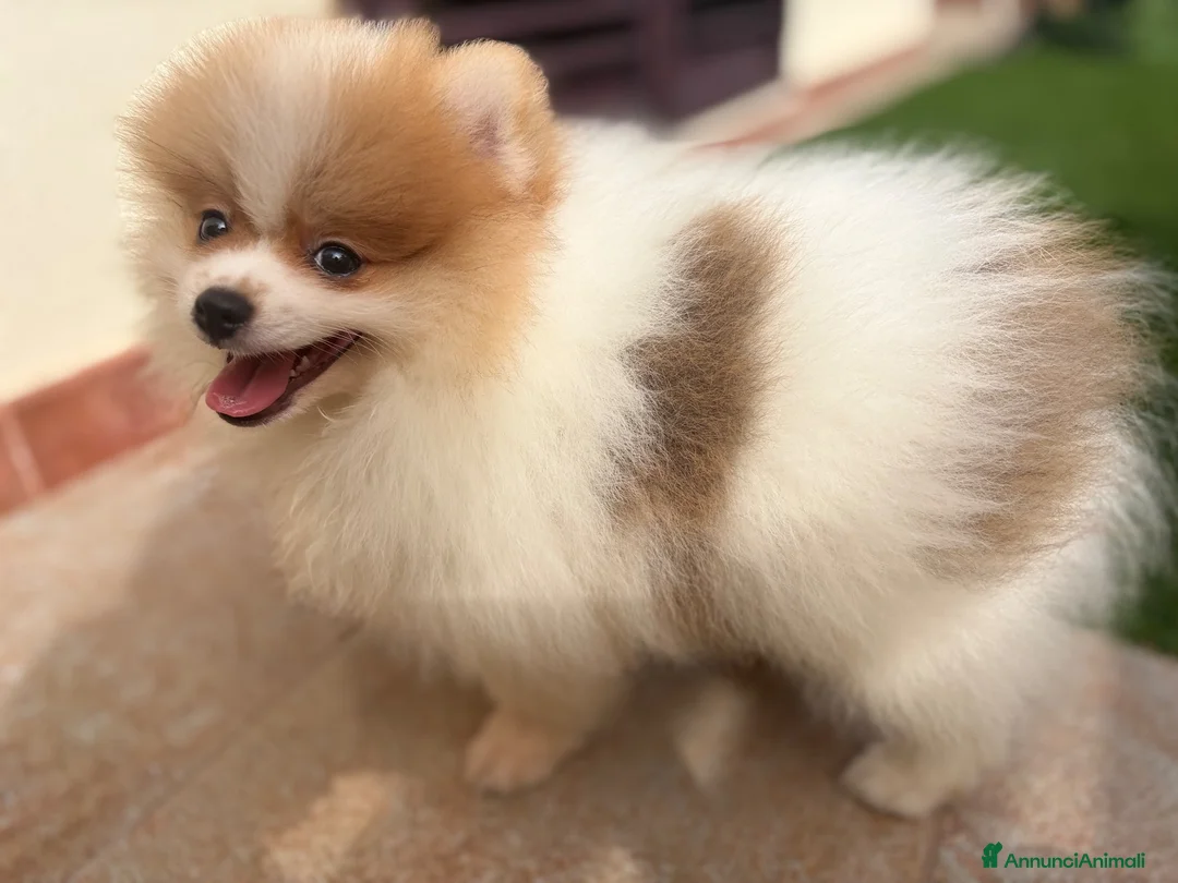 Volpino Pomerania cani in vendita: Pomeriana  a Libero consorzio comunale di Ragusa - Annuncio 2