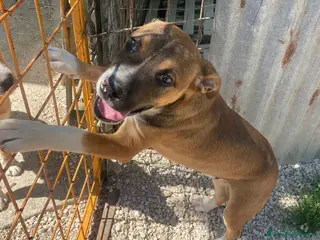 Meticcio cani LO SPLENDIDO CHOCO - Annuncio 22