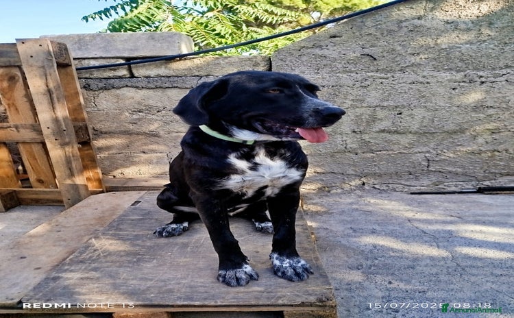 Altre razze cani a Città Metropolitana di Torino - Annuncio 9