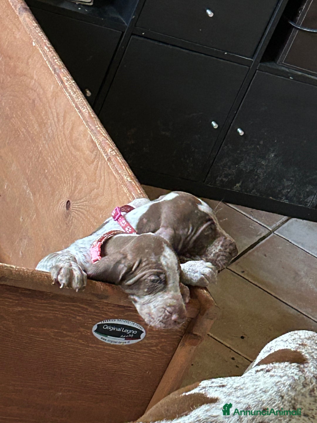 Bracco cani in vendita: cuccioli di bracco italiano a Provincia di Biella - Immagine 11