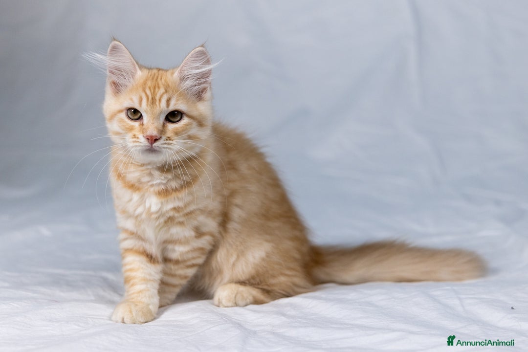 Siberiano gatti in vendita: Cucciolo gatto siberiano subito disponibile a Città Metropolitana di Torino - Immagine 3