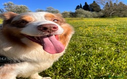 Australian Shepherd cani per accoppiamento: Fidanzata per Tito a Provincia di Lucca - Immagine 6