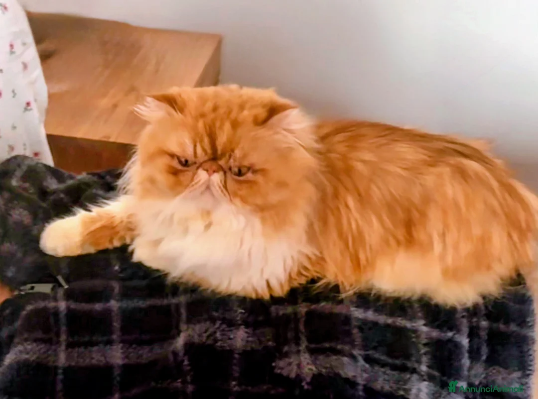 Immagine della galleria {{count}}