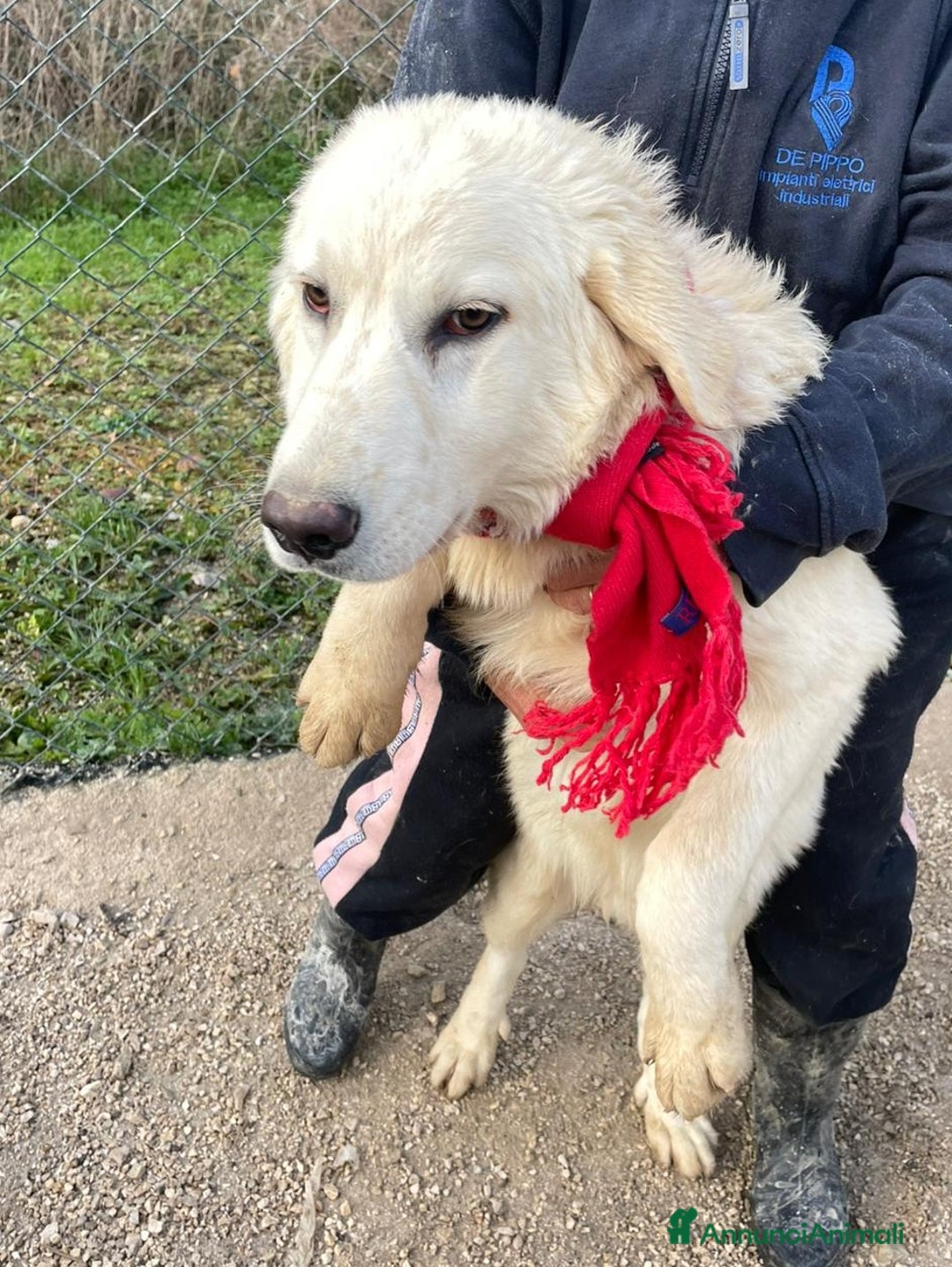 Meticcio cani in regalo: ADOTTA LUCKY a Ente di decentramento regionale di Udine - Annuncio 1