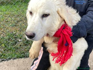 Meticcio cani ADOTTA LUCKY a Ente di decentramento regionale di Udine - Annuncio 1