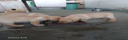 Labrador cani in vendita: Vendesi cuccioli Labrador  a Città metropolitana di Roma Capitale - Annuncio 5