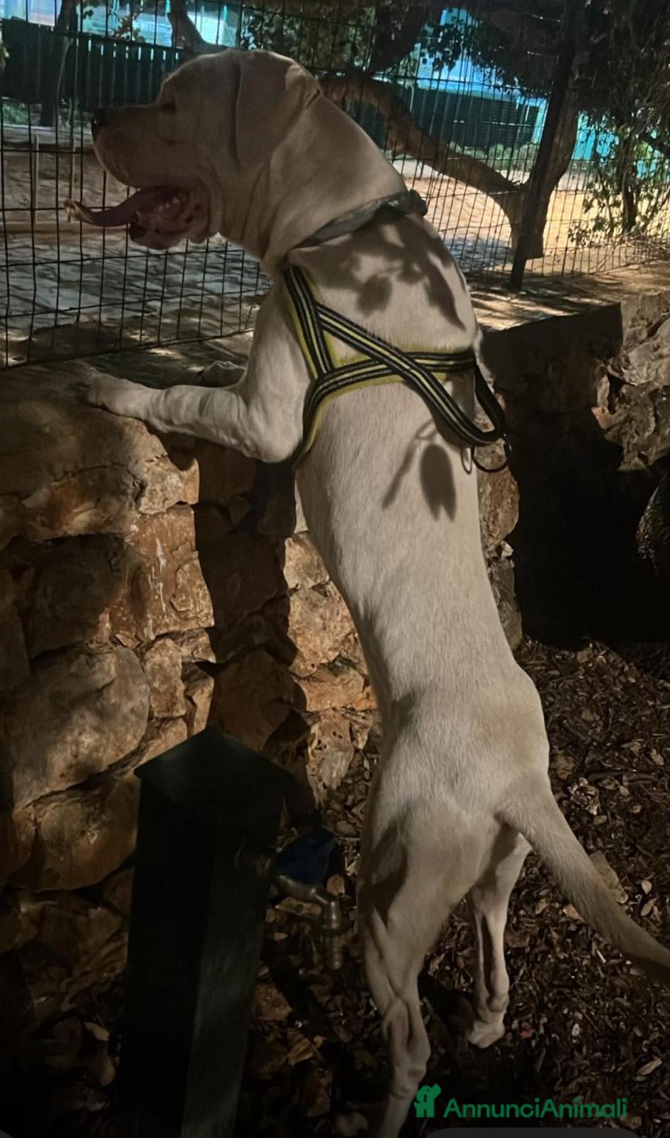Dogo Argentino cani Vendesi splendido maschio di Dogo Argentino  - Annuncio 1