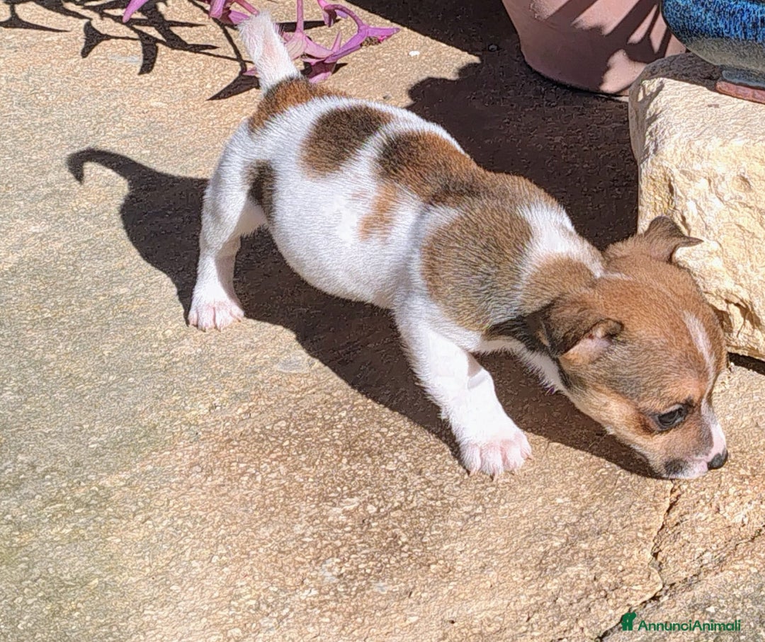 Jack Russell cani in vendita: Cuccioli jack russel  - Annuncio 3