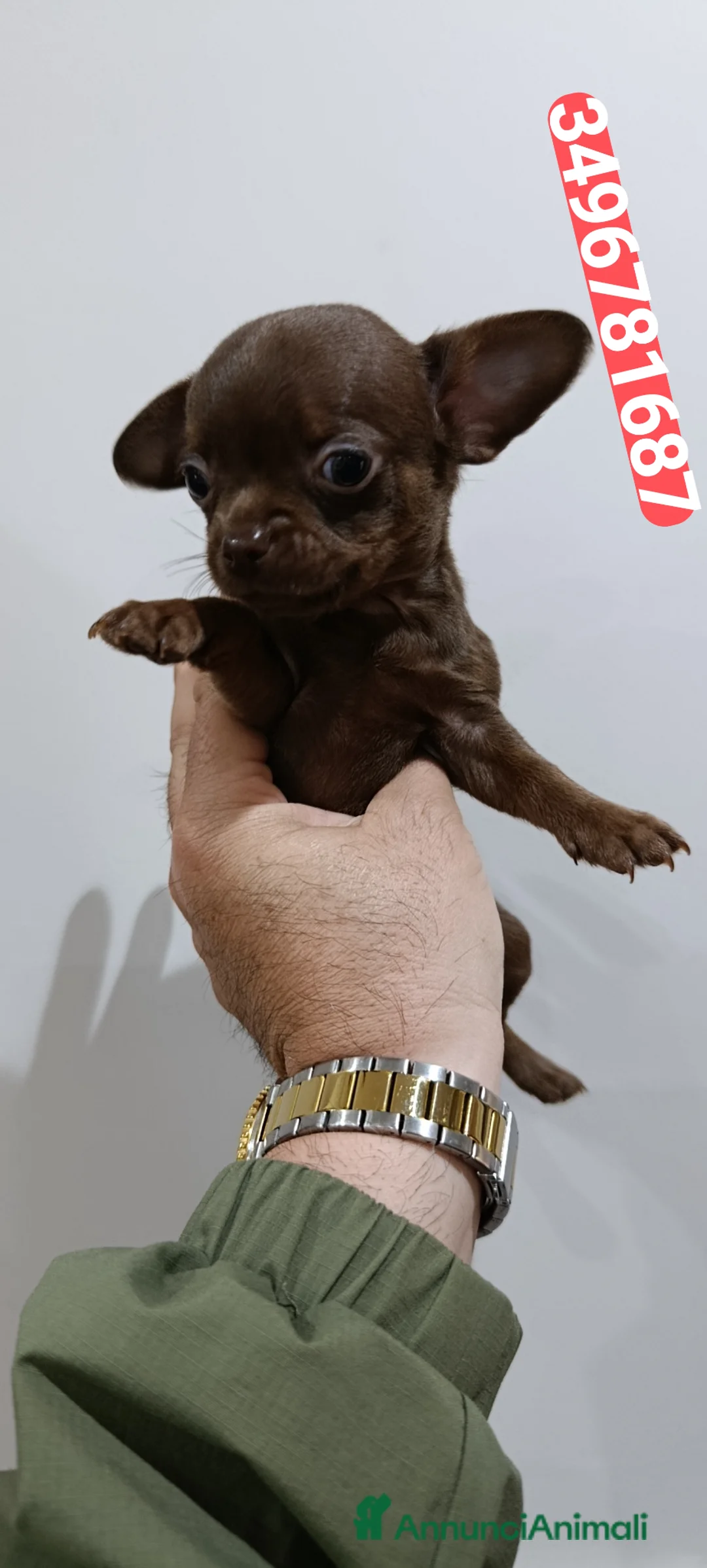 Chihuahua cani in vendita: CHIHUAHUA stupendo cucciolo chocolate  - Annuncio 1