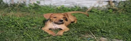 Pitbull cani in vendita: Cuccioli Pit Bull con Pedigree anche a rate - Annuncio 18