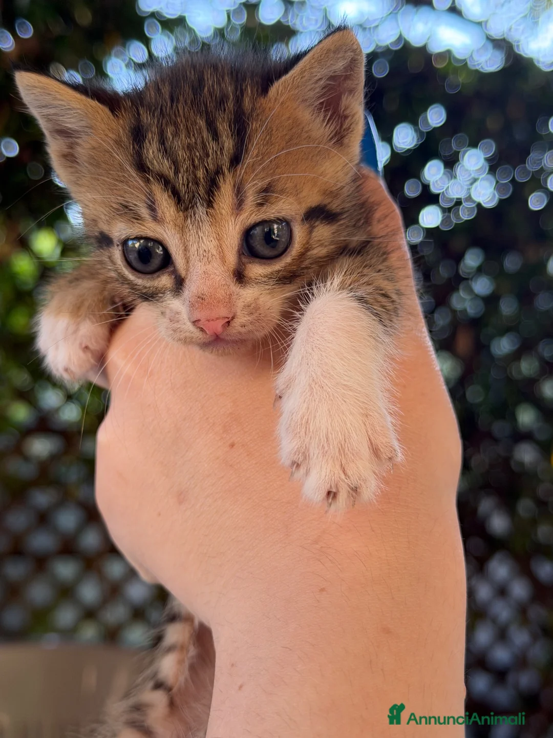 Meticcio gatti in regalo: Regalo gattini - Annuncio 1