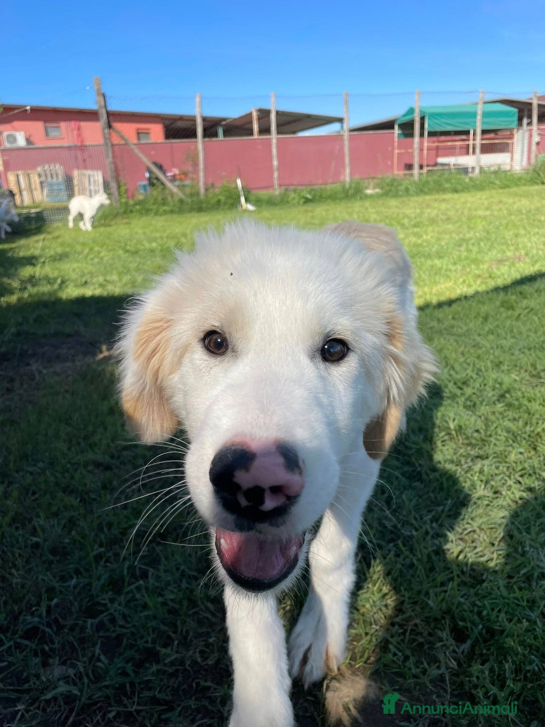 Pastore Maremmano cani in regalo: Cesare, cucciolo dal nasino maculato - Annuncio 5