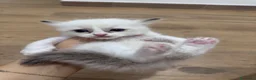Ragdoll gatti in vendita: Ragdoll - Annuncio 7