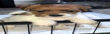 Jack Russell Cucciolo 2