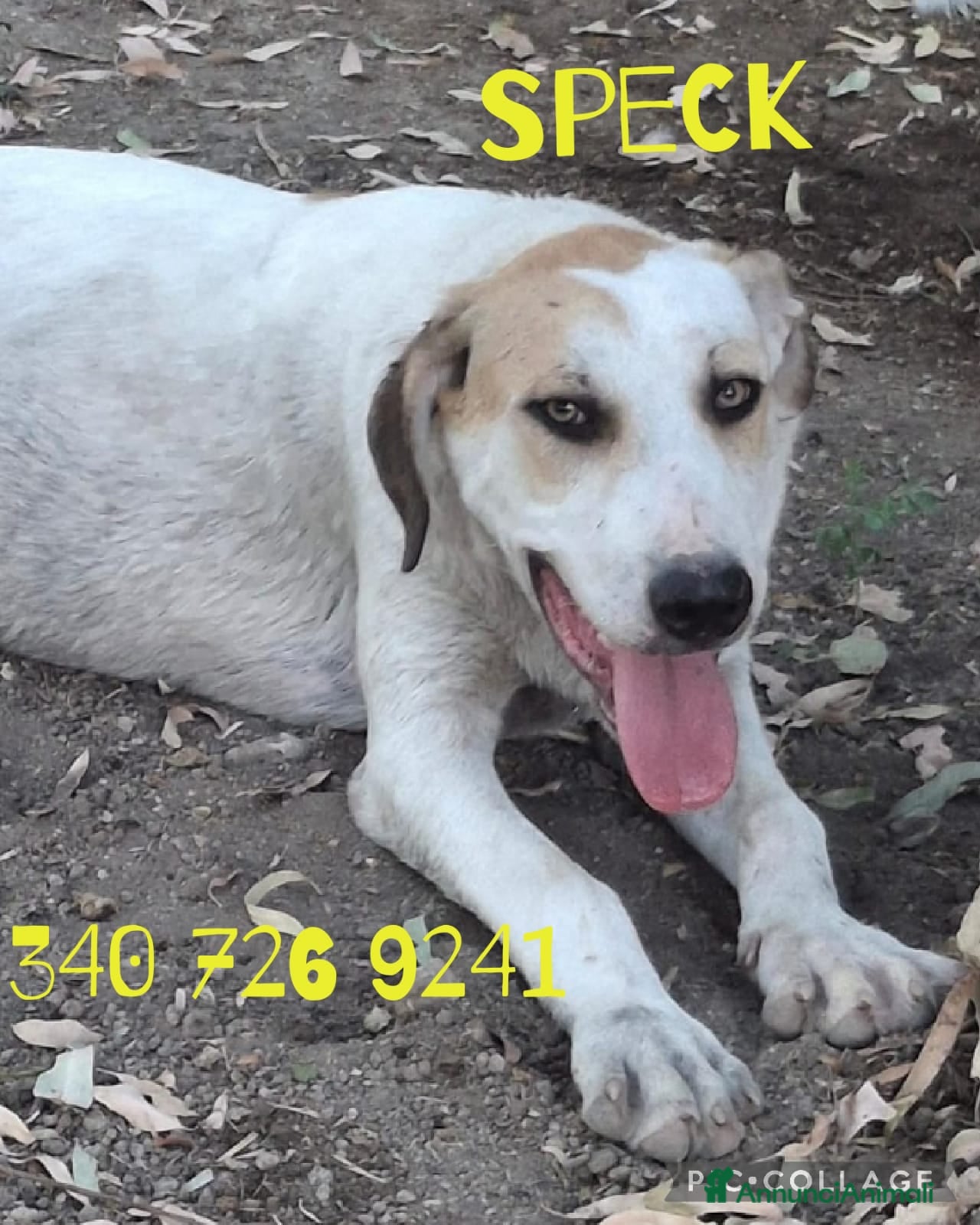 Meticcio cani SPECK 💙 un concentrato di allegria! - Annuncio 25