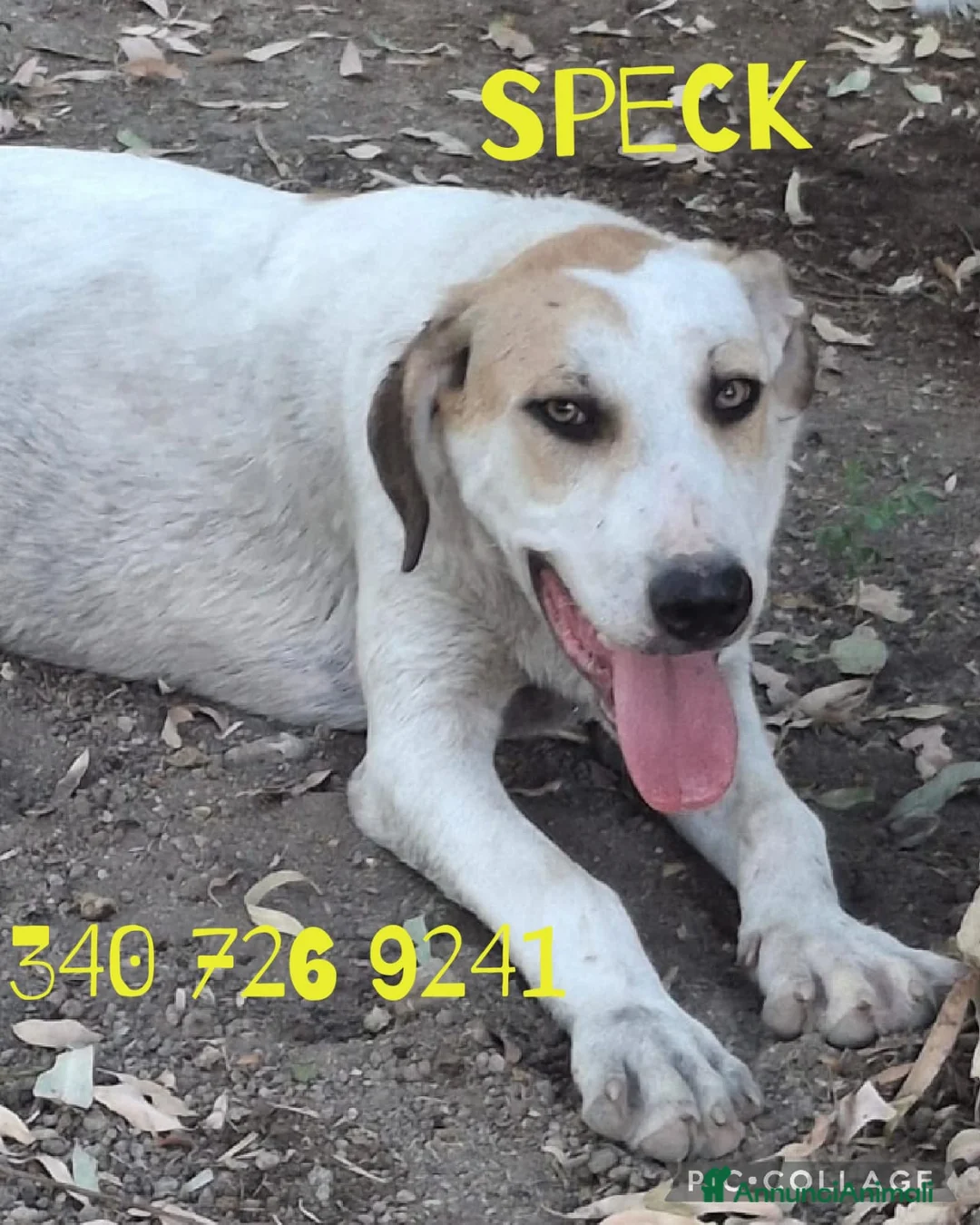 Meticcio cani in regalo: SPECK 💙 un concentrato di allegria! a Provincia di Alessandria - Annuncio 1