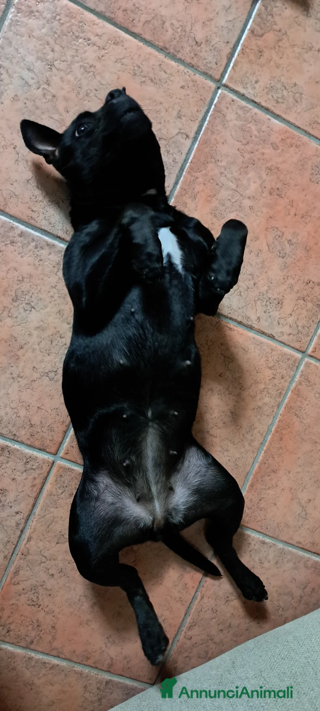 American Staffordshire cani in vendita: America staffordshire  a Provincia di Cremona - Annuncio 2