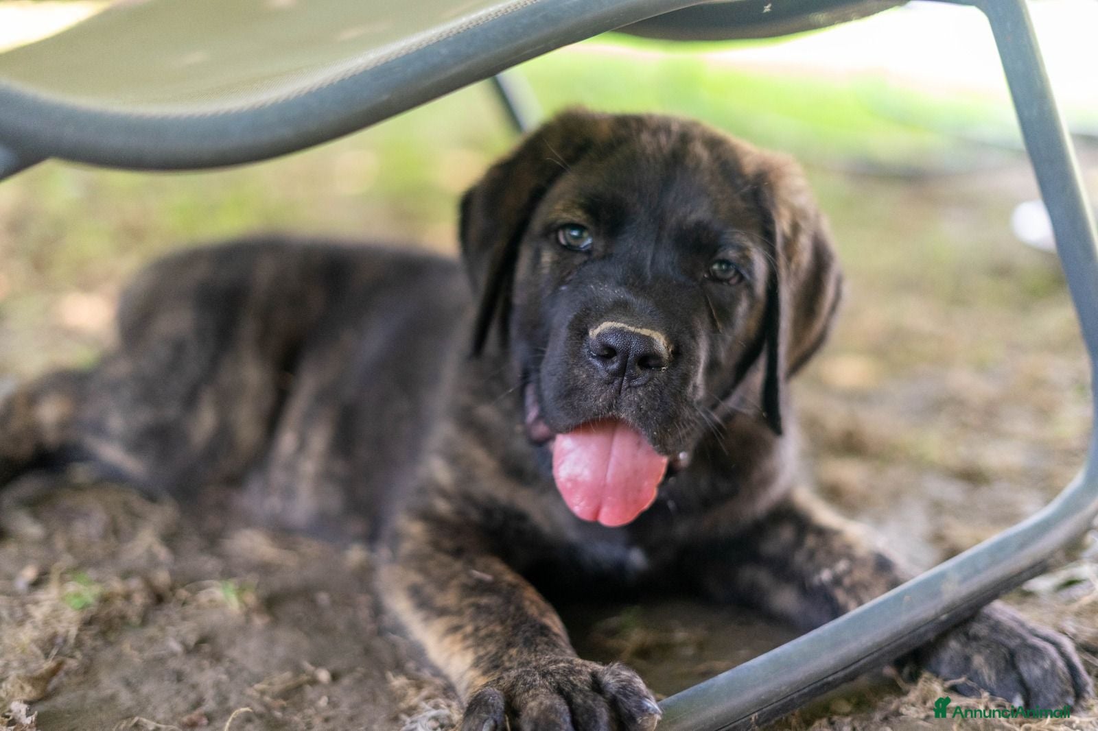 Cane Corso cani Cuccioli di Cane Corso pronti per la consegna - Annuncio 1