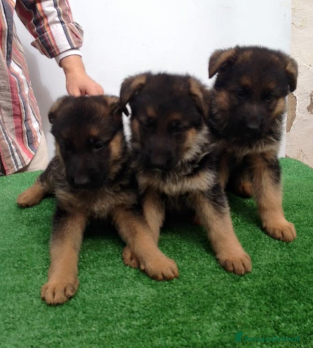 Pastore Tedesco cani in vendita: cuccioli di pastore tedesco a Provincia di Ancona - Immagine 8