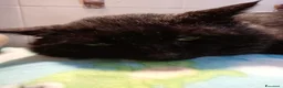 Europeo gatti in regalo: ADOZIONE DEL CUORE ❤️ gatto 12 anni a Provincia di Padova - Annuncio 12