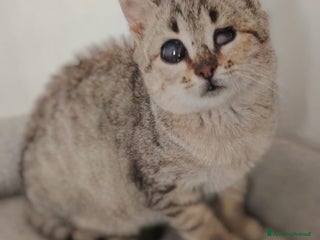 Europeo gatti Famiglie cercasi urgentemente per questi micini - Annuncio 1