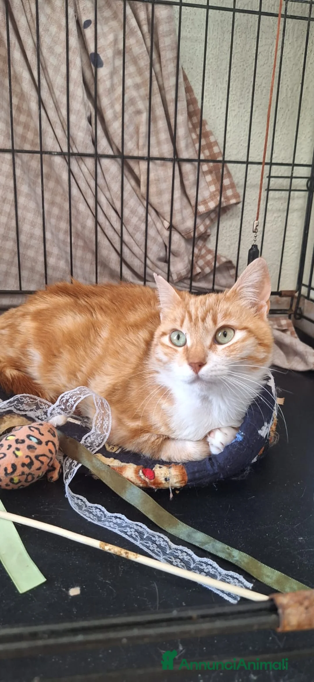 Europeo gatti in regalo: WENDI 8 mesi di tenerezza  a Città Metropolitana di Bologna - Annuncio 6