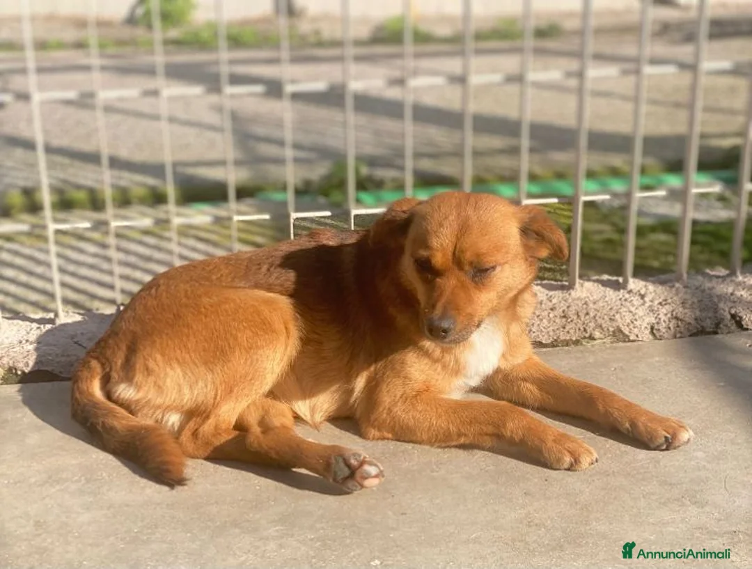 Meticcio cani in regalo: ROSE piccola dolce cagnolina - Annuncio 6