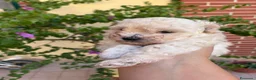 Barbone cani in vendita: Vendo barbone femmina nata il 3 settembre  a Città metropolitana di Roma Capitale - Annuncio 3