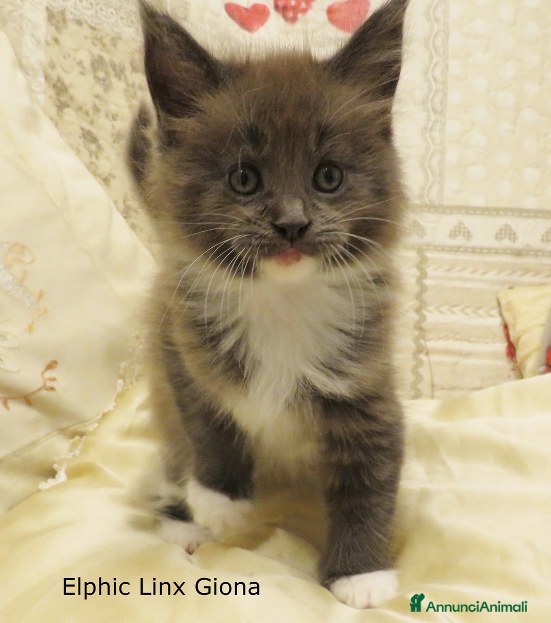 Maine Coon gatti in vendita: Fantastici cuccioli di Maine Coon disponibili - Annuncio 3