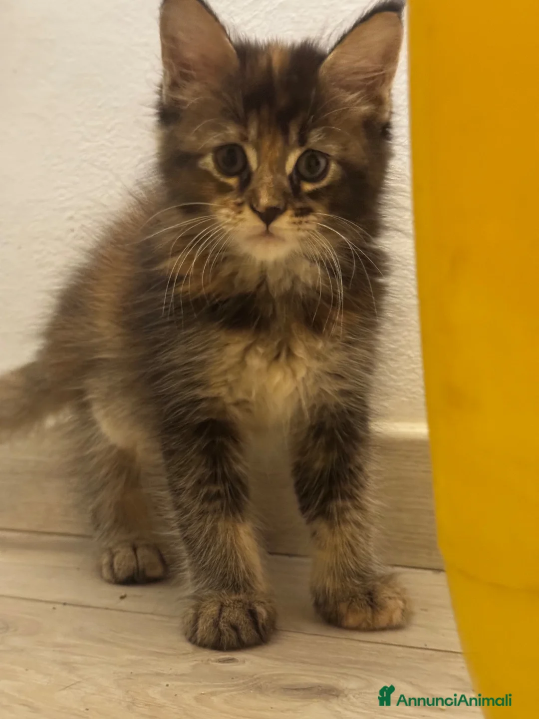 Maine Coon gatti in vendita: CUCCIOLE MAINE COON SHADED PREGIATE 3 rate - Annuncio 22