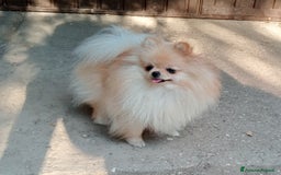 Spitz cani in vendita: Spitz pomerania  a Provincia di Mantova - Immagine 6