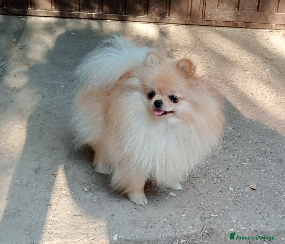 Spitz cani in vendita: Spitz pomerania  a Provincia di Mantova - Immagine 6