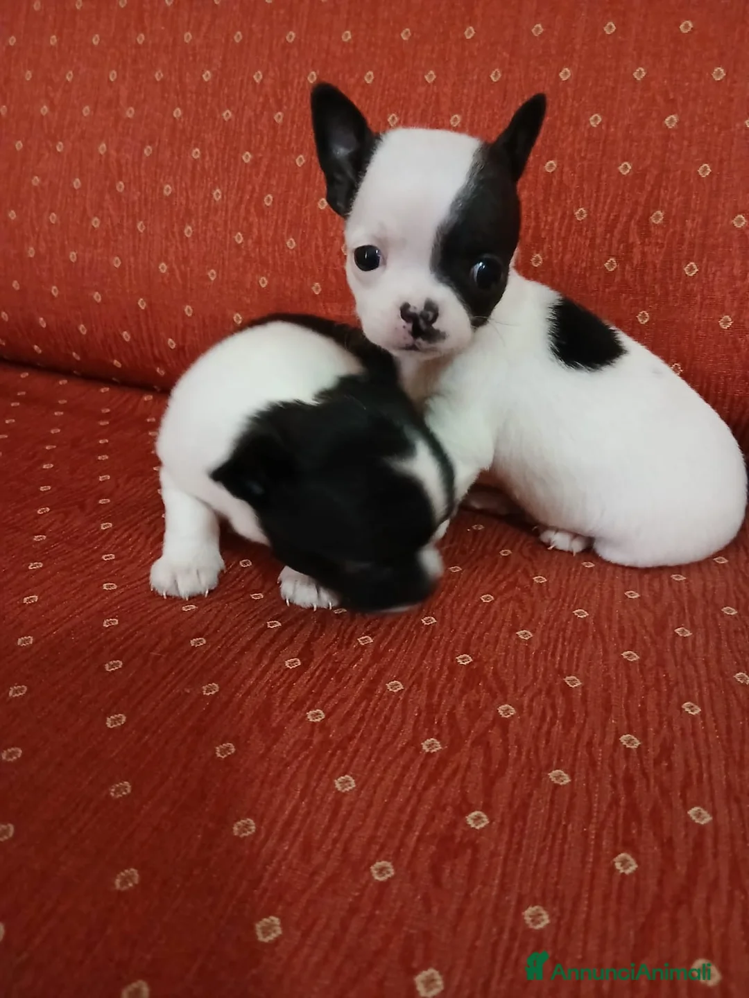 Chihuahua cani in vendita: Vendesi cuccioli di chihuahua - Annuncio 2