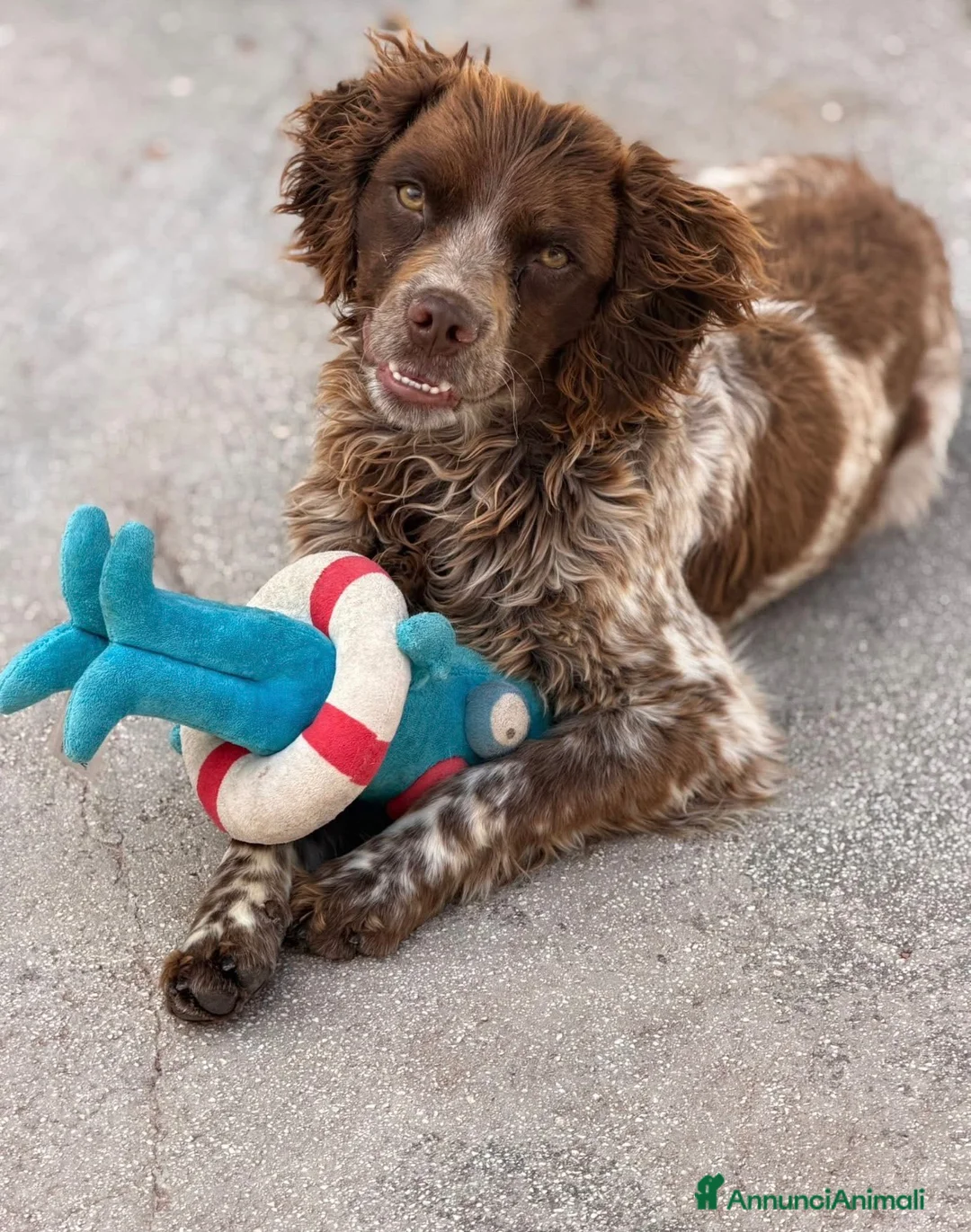 Breton cani in regalo: Breton , maschio . Taglia piccola . - Annuncio 5