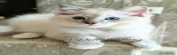 Ragdoll gatti in vendita: Cucciola Ragdoll disponibile a Roma - Annuncio 3