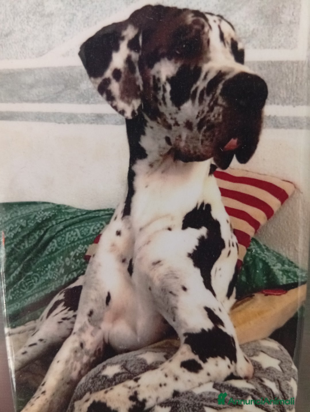 Alano cani in regalo: Alano arlecchino - Annuncio 1