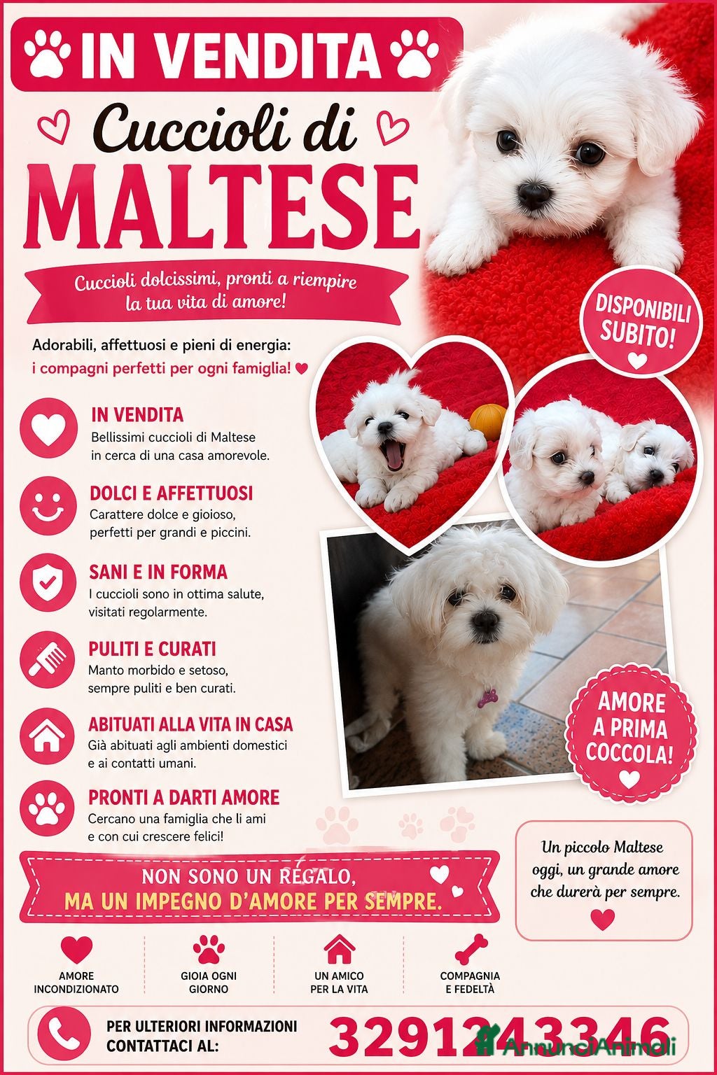 Maltese cani Vendo cuccioli maltese - Annuncio 1