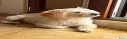Maltese cani in regalo: Maltese - Annuncio 1
